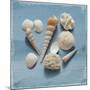 Shell Collection II-Bill Philip-Mounted Giclee Print