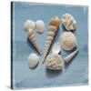 Shell Collection II-Bill Philip-Stretched Canvas
