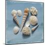 Shell Collection II-Bill Philip-Mounted Giclee Print