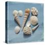 Shell Collection II-Bill Philip-Stretched Canvas