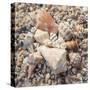 Shell Collection II-Kathy Mansfield-Stretched Canvas