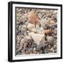 Shell Collection II-Kathy Mansfield-Framed Art Print