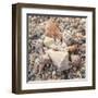 Shell Collection II-Kathy Mansfield-Framed Art Print