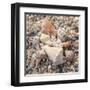 Shell Collection II-Kathy Mansfield-Framed Art Print