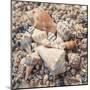 Shell Collection II-Kathy Mansfield-Mounted Art Print