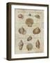 Shell Collection II-Deborah Devellier-Framed Art Print