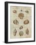 Shell Collection II-Deborah Devellier-Framed Art Print