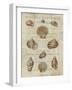 Shell Collection II-Deborah Devellier-Framed Art Print