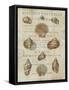 Shell Collection II-Deborah Devellier-Framed Stretched Canvas