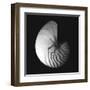 Shell Collection III-Ily Szilagyi-Framed Art Print