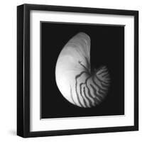 Shell Collection III-Ily Szilagyi-Framed Art Print