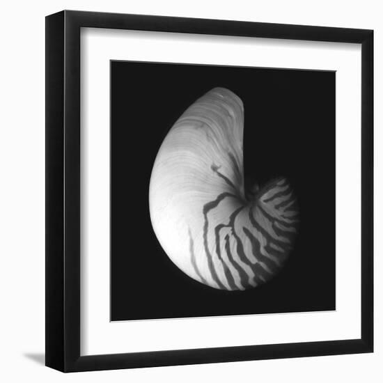 Shell Collection III-Ily Szilagyi-Framed Art Print