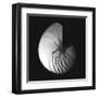 Shell Collection III-Ily Szilagyi-Framed Art Print