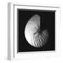 Shell Collection III-Ily Szilagyi-Framed Art Print