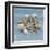 Shell Collection III-Bill Philip-Framed Giclee Print