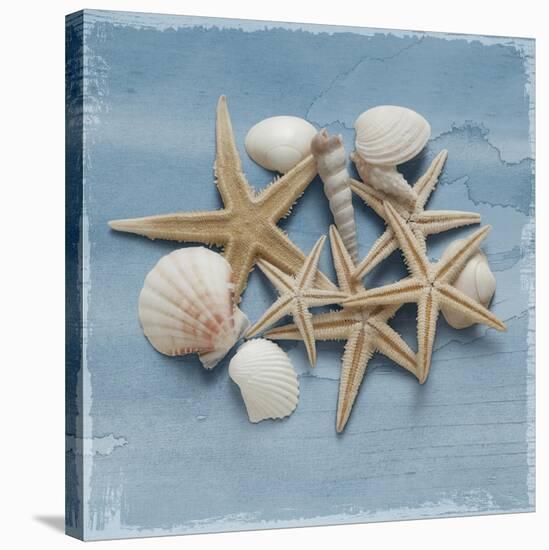 'Shell Collection III' Stretched Canvas Print - Bill Philip ...