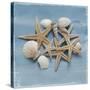 Shell Collection III-Bill Philip-Stretched Canvas