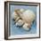 Shell Collection IV-Bill Philip-Framed Giclee Print