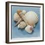 Shell Collection IV-Bill Philip-Framed Giclee Print