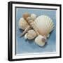 Shell Collection IV-Bill Philip-Framed Giclee Print