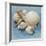 Shell Collection IV-Bill Philip-Framed Giclee Print