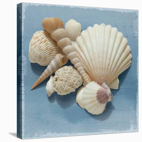 'Shell Collection IV' Stretched Canvas Print - Bill Philip | AllPosters.com