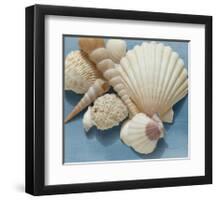 Shell Collection IV-Bill Philip-Framed Giclee Print