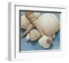 Shell Collection IV-Bill Philip-Framed Giclee Print