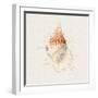 Shell Collector III-Katie Pertiet-Framed Art Print