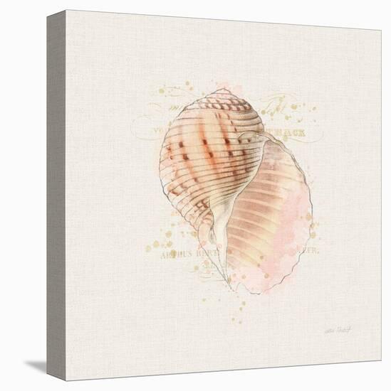 Shell Collector V-Katie Pertiet-Stretched Canvas