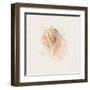 Shell Collector V-Katie Pertiet-Framed Art Print