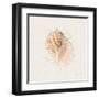 Shell Collector V-Katie Pertiet-Framed Art Print