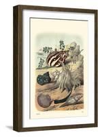 Shell Composition II-Vision Studio-Framed Art Print