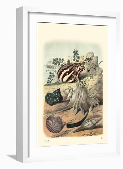 Shell Composition II-Vision Studio-Framed Art Print