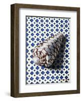 Shell (Coquillage)-Isy Ochoa-Framed Giclee Print