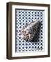 Shell (Coquillage)-Isy Ochoa-Framed Giclee Print