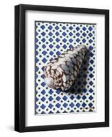 Shell (Coquillage)-Isy Ochoa-Framed Giclee Print