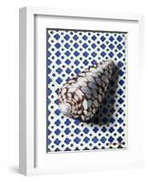 Shell (Coquillage)-Isy Ochoa-Framed Giclee Print