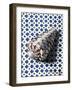 Shell (Coquillage)-Isy Ochoa-Framed Giclee Print