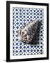 Shell (Coquillage)-Isy Ochoa-Framed Giclee Print