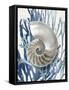 Shell Coral Aqua Blue II-Caroline Kelly-Framed Stretched Canvas