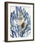 Shell Coral Aqua Blue III-Caroline Kelly-Framed Art Print