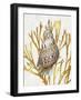 Shell Coral Gold I-Caroline Kelly-Framed Art Print