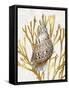 Shell Coral Gold I-Caroline Kelly-Framed Stretched Canvas