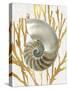 Shell Coral Gold II-Caroline Kelly-Stretched Canvas