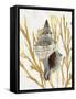 Shell Coral Gold III-Caroline Kelly-Framed Stretched Canvas