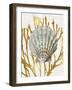 Shell Coral Gold IV-Caroline Kelly-Framed Art Print