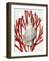 Shell Coral Red I-Caroline Kelly-Framed Art Print