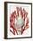 Shell Coral Red I-Caroline Kelly-Framed Art Print