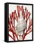 Shell Coral Red I-Caroline Kelly-Framed Stretched Canvas